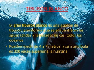 TIBURON BLANCO

  El gran tiburón blanco es una especie de
  tiburón lamniforme que se encuentra en las
  aguas cálidas y templadas de casi todos los
  océanos
• Pueden medir de 4 a 7 metros, y su mandíbula
  es 300 veces superior a la humana
 