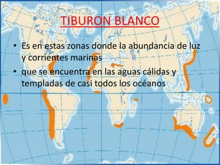 TIBURON BLANCO
• Es en estas zonas donde la abundancia de luz
  y corrientes marinas
• que se encuentra en las aguas cálidas y
  templadas de casi todos los océanos
 