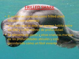 FRILLED SHARK
• El animal es conocido como frilled shark
  (tiburón con volantes)
• muy raro que se deje ver porque habita entre
  los 600 y 1.000 metros de profundidad.
• Se alimenta de peces y otras criaturas marinas
  de las profundidades abisales y está
  considerado como un fósil viviente
 