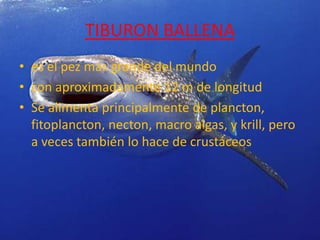 TIBURON BALLENA
• es el pez más grande del mundo
• con aproximadamente 12 m de longitud
• Se alimenta principalmente de plancton,
  fitoplancton, necton, macro algas, y krill, pero
  a veces también lo hace de crustáceos
 