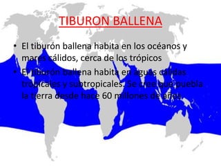 TIBURON BALLENA
• El tiburón ballena habita en los océanos y
  mares cálidos, cerca de los trópicos
• El tiburón ballena habita en aguas cálidas
  tropicales y subtropicales. Se cree que puebla
  la tierra desde hace 60 millones de años
 