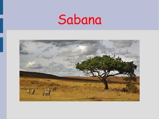 Sabana
 