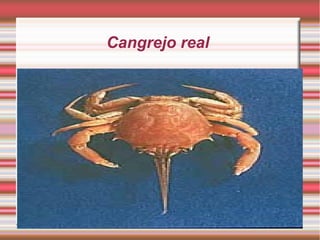Cangrejo real
 