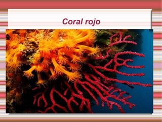 Coral rojo
 