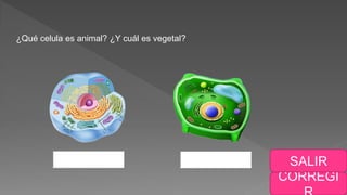 CORREGI
SALIR
¿Qué celula es animal? ¿Y cuál es vegetal?
 