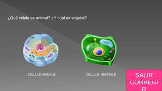 CORREGI
SALIR
¿Qué celula es animal? ¿Y cuál es vegetal?
CELLULE ANIMALE CELLULE VÉGÉTALE
 