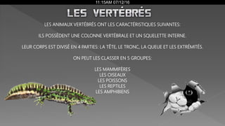 11:15AM 07/12/16
LES ANIMAUX VERTÉBRÉS ONT LES CARACTÉRISTIQUES SUIVANTES:
ILS POSSÈDENT UNE COLONNE VERTÉBRALE ET UN SQUELETTE INTERNE.
LEUR CORPS EST DIVISÉ EN 4 PARTIES: LA TÊTE, LE TRONC, LA QUEUE ET LES EXTRÉMITÉS.
ON PEUT LES CLASSER EN 5 GROUPES:
LES MAMMIFÈRES
LES OISEAUX
LES POISSONS
LES REPTILES
LES AMPHIBIENS
 