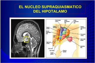 EL NUCLEO SUPRAQUIASMATICO
DEL HIPOTALAMO
 