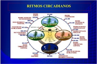RITMOS CIRCADIANOS
 