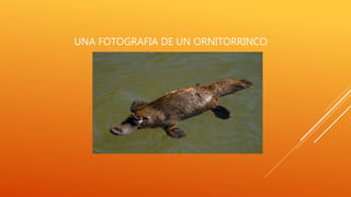 UNA FOTOGRAFIA DE UN ORNITORRINCO
 