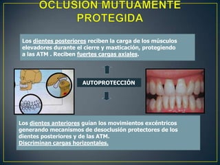 OCLUSION MUTUAMENTE PROTEGIDALos dientes posteriores reciben la carga de los músculoselevadores durante el cierre y masticación, protegiendo a las ATM . Reciben fuertes cargas axiales.  AUTOPROTECCIÓNLos dientes anteriores guían los movimientos excéntricosgenerando mecanismos de desoclusión protectores de los dientes posteriores y de las ATM.Discriminan cargas horizontales.