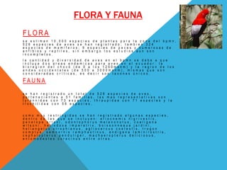 FLORA Y FAUNA
F L O R A
s e e s t i m a n 1 0 . 0 0 0 e s p e c i e s d e p l a n t a s p a r a l a z o n a d e l b p m n ,
5 2 6 e s p e c i e s d e a v e s s e h a n r e g i s t r a d o ; t a m b i e n 3 2 4
e s p e c i e s d e m a m i f e r o s ; 9 e s p e c i e s d e p e c e s y n u m e r o s a s d e
a n f i b i o s y r e p t i l e s , s i n e m b a r g o l o s e s t u d i o s a u n s o n
i n c o m p l e t o s .
l a c a n t i d a d y d i v e r s i d a d d e a v e s e n e l b p m n s e d e b e a q u e
i n c l u y e d o s a r e a s e n d e m i c a s p a r a a v e s e n e l e c u a d o r : l a
b i o r e g i o n d e l c h o c ó ( d e 0 a l o s 1 2 0 0 m s n m ) y l a r e g i o n d e l o s
a n d e s o c c i d e n t a l e s ( d e 5 0 0 a 3 0 0 0 m s n m ) , m i s m a s q u e s o n
c o n s i d e r a d a s c r í t i c a s , e s d e c i r s o n t a x o n e s ú n i c o s .
F A U N A
s e h a n r e g i s t r a d o u n t o t a l d e 5 2 6 e s p e c i e s d e a v e s ,
p e r t e n e c i e n t e s a 5 1 f a m i l i a s , l a s m a s r e p r e s e n t a t i v a s s o n
t y r a n n i d a e c o n 7 3 e s p e c i e s , t h r a u p i d a e c o n 7 1 e s p e c i e s y l a
t r o c h i l i d a e c o n 5 6 e s p e c i e s .
c o m o m u y r e s t r i n g i d a s s e h a n r e g i s t r a d o a l g u n a s e s p e c i e s ,
d e n t r o d e l a s q u e s e i n c l u y e n : e r i o c n e m i s n i g r i v e s t i s ,
p e n e l o p e o r t o n i , o d o n t o p h o r u s m e l a n o n o t u s , c o e l i g e n a
w i l s o n i , h e l i o d o x a i m p e r a t r i x , b o i s s o n n e a u a j a r d i n i ,
h e l i a n g e l u s s t r o p h i a n u s , a g l i o c e r c u s c o e l e s t i s , t r o g o n
c o m p t u s , s e m n o r n i s r a m p h a s t i n u s , a n d i g e n a l a m i n i r o s t r i s ,
c e p h a l o p t e r u s p e n d u l i g e r , m a c h a e r o p t e r u s d e l i c i o s u s ,
e n t o m o d e s t e s c o r a c i n u s e n t r e o t r a s .
 