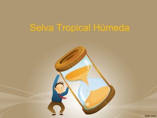 Selva Tropical Húmeda
 