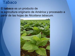 Tabaco
El tabaco es un producto de
la agricultura originario de América y procesado a
partir de las hojas de Nicotiana tabacum.

 