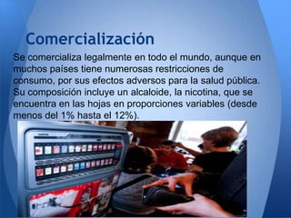 Comercialización
Se comercializa legalmente en todo el mundo, aunque en
muchos países tiene numerosas restricciones de
consumo, por sus efectos adversos para la salud pública.
Su composición incluye un alcaloide, la nicotina, que se
encuentra en las hojas en proporciones variables (desde
menos del 1% hasta el 12%).

 