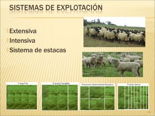 🞭 Extensiva
🞭 Intensiva
🞭 Sistema de estacas
41
 