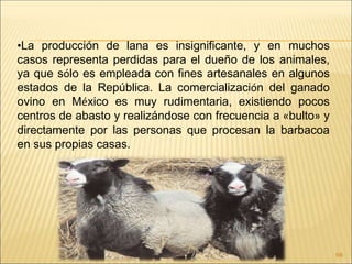 •La producción de lana es insignificante, y en muchos
casos representa perdidas para el dueño de los animales,
ya que sólo es empleada con fines artesanales en algunos
estados de la República. La comercialización del ganado
ovino en México es muy rudimentaria, existiendo pocos
centros de abasto y realizándose con frecuencia a «bulto» y
directamente por las personas que procesan la barbacoa
en sus propias casas.
68
 