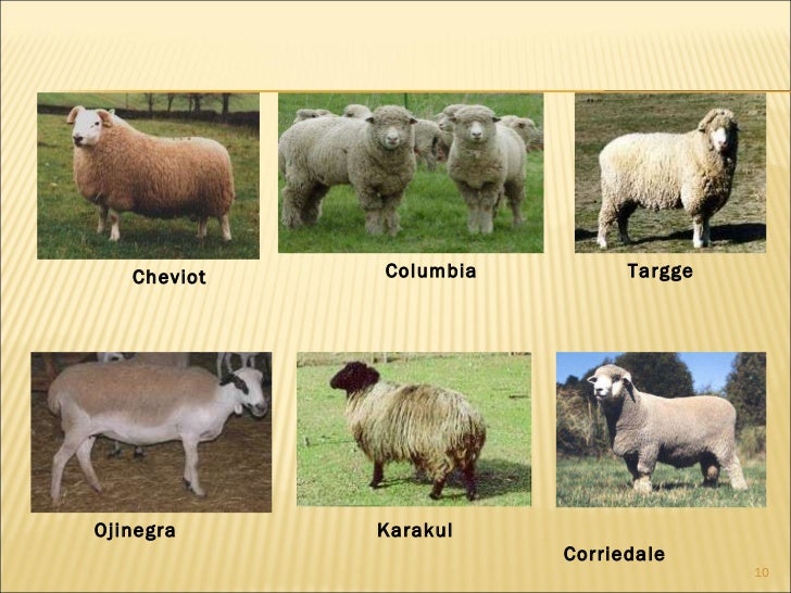 GANADOS OVINOS DE MÉXICO