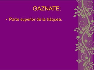 GAZNATE:
• Parte superior de la tráquea.
 