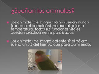 ¿Sueñan los animales?Los animales de sangre fría no sueñan nunca (excepto el camaleón), ya que al bajar la temperatura, todas sus funciones vitales quedan prácticamente paralizadas. Los animales de sangre caliente sí: el pájaro sueña un 5% del tiempo que pasa durmiendo. 