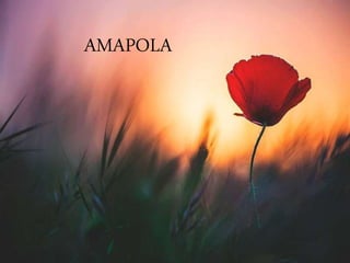 AMAPOLA
 