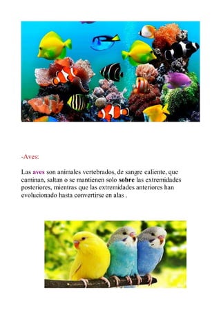 -Aves:
Las aves son animales vertebrados, de sangre caliente, que
caminan, saltan o se mantienen solo sobre las extremidades
posteriores, mientras que las extremidades anteriores han
evolucionado hasta convertirse en alas .
 
