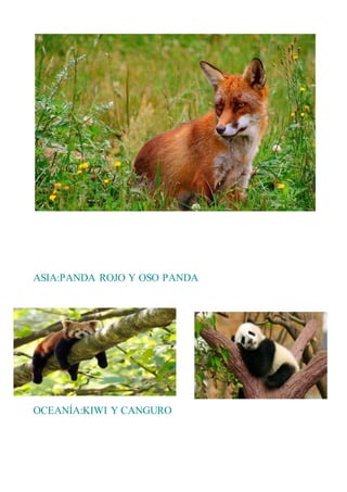 ASIA:PANDA ROJO Y OSO PANDA
OCEANÍA:KIWI Y CANGURO
 