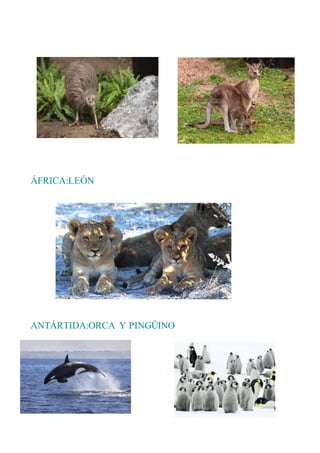ÁFRICA:LEÓN
ANTÁRTIDA:ORCA Y PINGÜINO
 