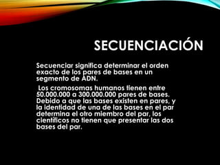 SECUENCIACIÓN
Secuenciar significa determinar el orden
exacto de los pares de bases en un
segmento de ADN.
Los cromosomas humanos tienen entre
50.000.000 a 300.000.000 pares de bases.
Debido a que las bases existen en pares, y
la identidad de una de las bases en el par
determina el otro miembro del par, los
científicos no tienen que presentar las dos
bases del par.
 
