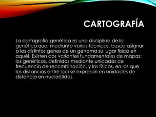 CARTOGRAFÍA
La cartografía genética es una disciplina de la
genética que, mediante varias técnicas, busca asignar
a los distintos genes de un genoma su lugar físico en
aquél. Existen dos variantes fundamentales de mapas:
los genéticos, definidos mediante unidades de
frecuencia de recombinación, y los físicos, en los que
las distancias entre loci se expresan en unidades de
distancia en nucleótidos.
 