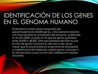 IDENTIFICACIÓN DE LOS GENES
EN EL GENOMA HUMANO
El Genoma humano está compuesto por
aproximadamente 30.000 genes, cifra bastante próxima
a la mencionada en el borrador del proyecto, publicado
en el año 2000, ocasión en la que las genes oscilaban
entre 26.000 y 38.000. Otra peculiaridad del PGH es que
la cifra de genes humanos es solo dos o tres veces
mayor que la encontrada en el genoma de Drosophila,
y cualitativamente hablando, existen genes comunes a
los de bacterias y que no han sido hallados en nuestros
ancestros.
 