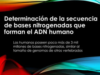 HUMANO
Determinación de la secuencia
de bases nitrogenadas que
forman el ADN humano.
Los humanos poseen poco más de 3 mil
millones de bases nitrogenadas, similar al
tamaño de genomas de otros vertebrados
 