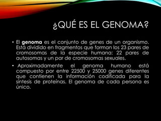 ¿QUÉ ES EL GENOMA?
• El genoma es el conjunto de genes de un organismo.
Está dividido en fragmentos que forman los 23 pares de
cromosomas de la especie humana: 22 pares de
autosomas y un par de cromosomas sexuales.
• Aproximadamente el genoma humano está
compuesto por entre 22500 y 25000 genes diferentes
que contienen la información codificada para la
síntesis de proteínas. El genoma de cada persona es
único.
 