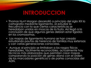 • Thomas Hunt Morgan desarrolló a principio del siglo XX la
cartografía mediante ligamiento, al estudiar la
frecuencia con la que ciertas características se
heredaban unidas en moscas de la fruta. Así llegó a la
conclusión de que algunos genes debían estar ligados
en los cromosomas.
• Los mapas de ligamiento humano se han creado
estudiando pautas de herencia de familias muy extensas
y con varias generaciones conocidas.
• Aunque al principio se limitaban a los rasgos físicos
heredables, fácilmente reconocibles, actualmente hay
técnicas más elaboradas que permiten crear mapas
comparando la posición de genes diana con el orden
de los marcadores genéticos o de partes conocidas del
ADN.
INTRODUCCION
 