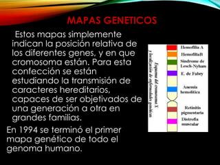 Estos mapas simplemente
indican la posición relativa de
los diferentes genes, y en que
cromosoma están. Para esta
confección se están
estudiando la transmisión de
caracteres hereditarios,
capaces de ser objetivados de
una generación a otra en
grandes familias.
En 1994 se terminó el primer
mapa genético de todo el
genoma humano.
MAPAS GENETICOS
 