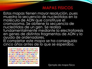Estos mapas tienen mayor resolución, pues
muestra la secuencia de nucleótidos en la
molécula de ADN que constituye el
cromosoma. Se obtiene la secuencia de
nucleótidos de un gen. Se realiza
fundamentalmente mediante la electroforesis
en genes de distintos fragmentos de ADN y la
ayuda de ordenadores.
El completar este mapa se ha conseguido
cinco años antes de lo que se esperaba.
Ejemplo de mapa físico
MAPAS FISICOS
 