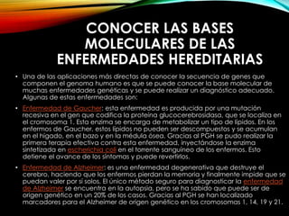 CONOCER LAS BASES
MOLECULARES DE LAS
ENFERMEDADES HEREDITARIAS
• Una de las aplicaciones más directas de conocer la secuencia de genes que
componen el genoma humano es que se puede conocer la base molecular de
muchas enfermedades genéticas y se puede realizar un diagnóstico adecuado.
Algunas de estas enfermedades son:
• Enfermedad de Gaucher: esta enfermedad es producida por una mutación
recesiva en el gen que codifica la proteína glucocerebrosidasa, que se localiza en
el cromosoma 1. Esta enzima se encarga de metabolizar un tipo de lípidos. En los
enfermos de Gaucher, estos lípidos no pueden ser descompuestos y se acumulan
en el hígado, en el bazo y en la médula ósea. Gracias al PGH se pudo realizar la
primera terapia efectiva contra esta enfermedad, inyectándose la enzima
sintetizada en escherichia coli en el torrente sanguíneo de los enfermos. Esto
detiene el avance de los síntomas y puede revertirlos.
• Enfermedad de Alzheimer: es una enfermedad degenerativa que destruye el
cerebro, haciendo que los enfermos pierdan la memoria y finalmente impide que se
puedan valer por sí solos. El único método seguro para diagnosticar la enfermedad
de Alzheimer se encuentra en la autopsia, pero se ha sabido que puede ser de
origen genético en un 20% de los casos. Gracias al PGH se han localizado
marcadores para el Alzheimer de origen genético en los cromosomas 1, 14, 19 y 21.
 