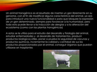 Animales TransgénicosUn animal transgénico es el resultado de insertar un gen libremente en su
genoma, con el fin de modificar alguna característica del animal, ya sea
para introducir una nueva funcionalidad o para que bloquee la expresión
de un gen determinado, siempre para favorecer a la humanidad, pero
todo esto puede llevar a la inducción de alergias y a la alteración del
ecosistema (como con las plantas transgénicas)
A estos se le utiliza para el estudio del desarrollo y fisiología del animal,
estudiar enfermedades y al desarrollo de tratamientos, producir
productos biológicos útiles, poner a prueba la seguridad de vacunas y
productos químicos, incrementar la calidad y cantidad de sus los
productos proporcionados por el animal, conseguir órganos que puedan
utilizarse en trasplantes
 