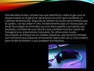 Para llevarlos acabo, primero hay que identificar y aislar el gen que se
desea insertar en el genoma del animal con el fin que manifieste un
carácter determinado. Segundo se extraen los óvulos de la hembra que
se quiere, y se fecundan in vitro. Posteriormente bajo un microscopio, el
óvulo fecundado se inmoviliza con una micro pipeta y se inyecta una
pequeña cantidad de una solución que contiene muchas copias del
transgénico en el pronúcleo masculino. Por último estos óvulos
fecundados se introducen en madres adoptivas, previamente tratadas
con hormonas que induzcan el momento adecuado de su ciclo ovárico
para recibir el embrión y que progrese el embarazo.
 