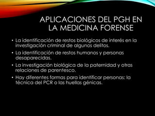 APLICACIONES DEL PGH EN
LA MEDICINA FORENSE
• La identificación de restos biológicos de interés en la
investigación criminal de algunos delitos.
• La identificación de restos humanos y personas
desaparecidas.
• La investigación biológica de la paternidad y otras
relaciones de parentesco.
• Hay diferentes formas para identificar personas: la
técnica del PCR o las huellas génicas.
 
