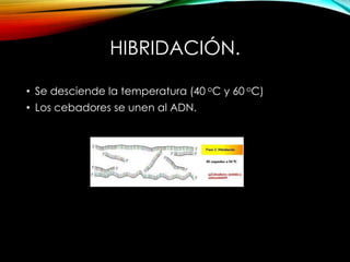 HIBRIDACIÓN.
• Se desciende la temperatura (40 oC y 60 oC)
• Los cebadores se unen al ADN.
 