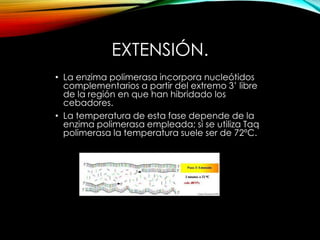 EXTENSIÓN.
• La enzima polimerasa incorpora nucleótidos
complementarios a partir del extremo 3’ libre
de la región en que han hibridado los
cebadores.
• La temperatura de esta fase depende de la
enzima polimerasa empleada; si se utiliza Taq
polimerasa la temperatura suele ser de 72ºC.
 