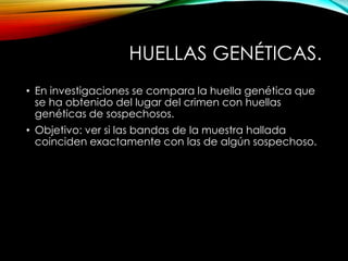 HUELLAS GENÉTICAS.
• En investigaciones se compara la huella genética que
se ha obtenido del lugar del crimen con huellas
genéticas de sospechosos.
• Objetivo: ver si las bandas de la muestra hallada
coinciden exactamente con las de algún sospechoso.
 
