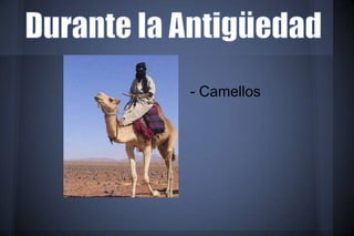 - Camellos
 