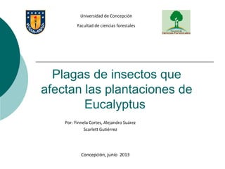 Plagas de insectos que
afectan las plantaciones de
Eucalyptus
Por: Yinnela Cortes, Alejandro Suárez
Scarlett Gutiérrez
Universidad de Concepción
Facultad de ciencias forestales
Concepción, junio 2013
 