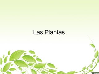 Las Plantas
 