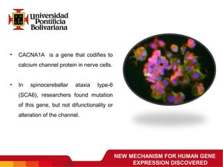 NEW MECHANISM FOR HUMAN GENE
EXPRESSION DISCOVERED
• CACNA1A  is a gene that codifies to 
calcium channel protein in nerve cells.
• In  spinocerebellar  ataxia  type-6 
(SCA6),  researchers  found  mutation 
of this gene, but not difunctionality or 
alteration of the channel.
 