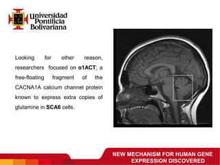 NEW MECHANISM FOR HUMAN GENE
EXPRESSION DISCOVERED
Looking  for  other  reason, 
researchers  focused on α1ACT; a 
free-floating  fragment  of  the 
CACNA1A calcium channel protein 
known  to  express  extra  copies  of 
glutamine in SCA6 cells.
 