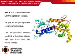 RESEARCHERS DISCOVER DNA ‘REPAIR’ ENZYME
THAT COULD ENHANCE CANCER TREATMENTS
NEIL1 is a protein associated
with the replication process.
It´s part of the pre-replication
complex protein group.
The pre-replication complex
can bind to the single strands
and copy them back into
double strands.
 