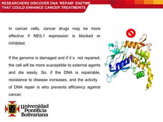 RESEARCHERS DISCOVER DNA ‘REPAIR’ ENZYME
THAT COULD ENHANCE CANCER TREATMENTS
In cancer cells, cancer drugs may be more
effective if NEIL1 expression is blocked or
inihibited.
If the genome is damaged and if it´s not repaired,
the cell will be more susceptible to external agents
and die easily. So, if the DNA is repairable,
resistance to disease increases, and the activity
of DNA repair is who prevents efficiency against
cancer.
 